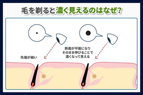 ちん毛 剃る|陰毛を剃る方法 (画像あり)